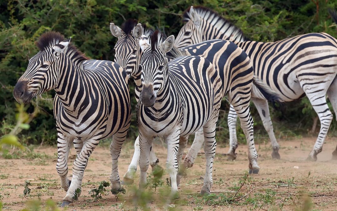 Book Review: Why Zebras Don’t Get Ulcers