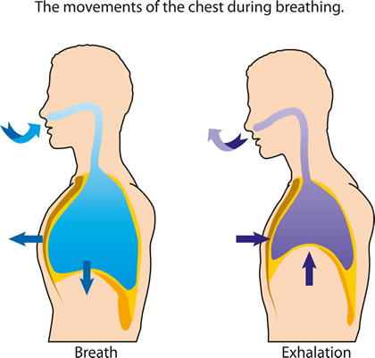 Pain Free Athlete :: Breathing
