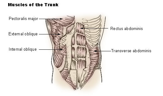 Pain Free Athlete :: Trunk muscles